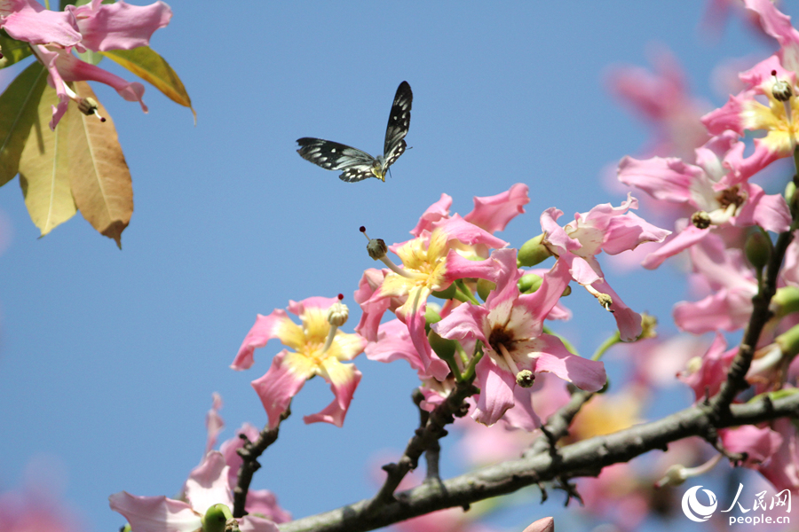 厦门软件园二期内，彩蝶在“美人树”枝头飞舞。人民网记者 陈博摄