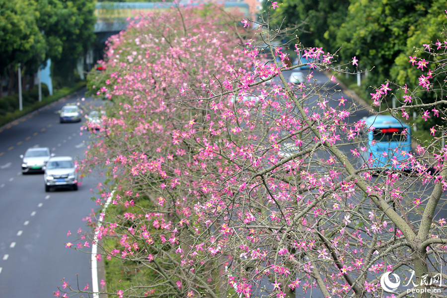 廈門蓮前東路整排“美人樹”為道路描出一條粉色彩帶。人民網記者 陳博攝