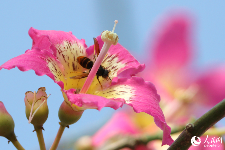 黃蜂在美麗異木棉花朵中採蜜。人民網記者 陳博攝