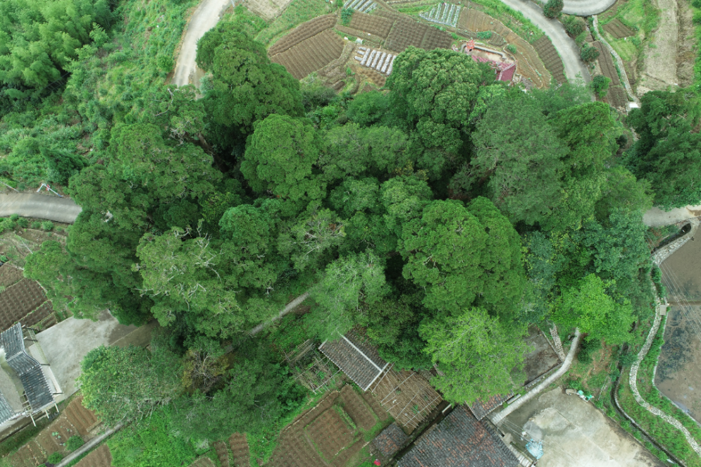 永泰县洑口乡紫山村南方红豆杉古树群。福建省林业局供图