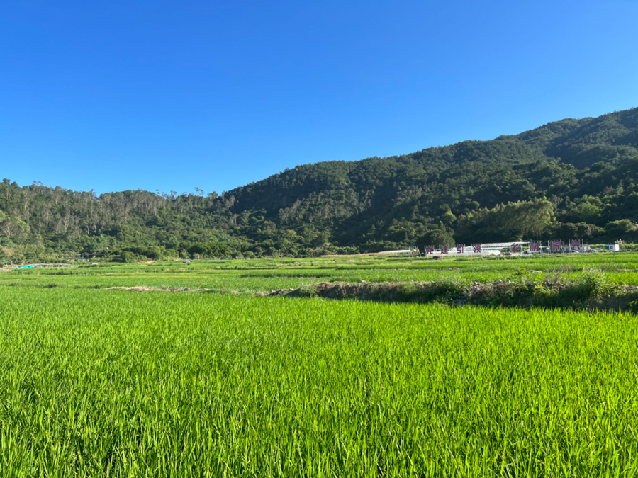  The 100 mu rice in Lianhua Village, Lianhua Town, Tong'an District is growing well. Photographed by Li Chao
