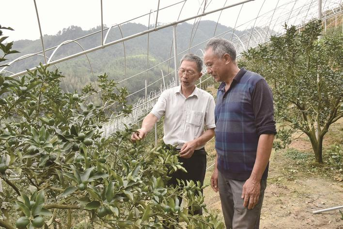 管理技术进果园。陈建荣摄