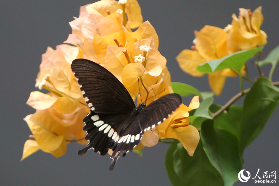 蝴蝶在三角梅花朵上吸食花蜜。人民网记者 陈博摄