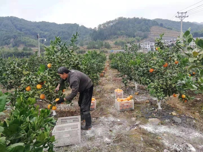 目前漠源乡脐橙种植面积达1100亩，产量预计240万斤，全年总产值达840万元以上。将乐县农业农村局供图