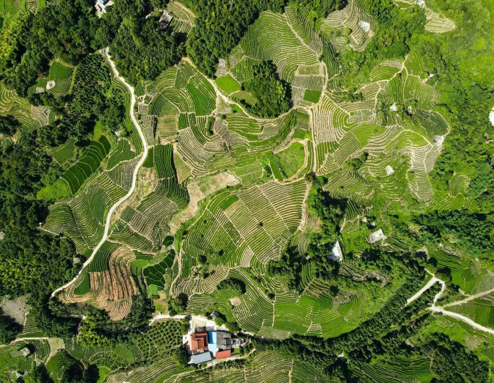 九仙村大力發展茶產業。楊慈監攝