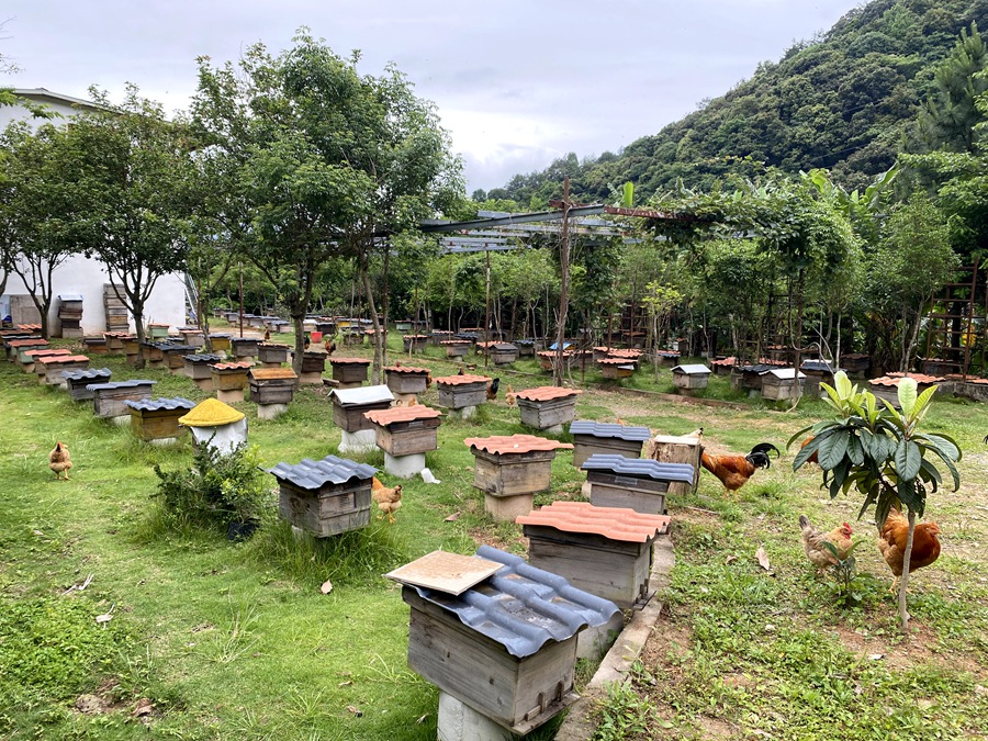 武平縣梁野仙蜜養蜂專業合作社的一處養蜂基地（資料圖）。受訪者供圖