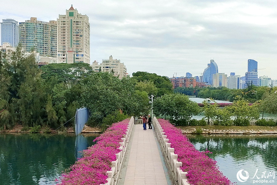 盛开的三角梅扮靓的城市，成为市民游客随处可见的风景。人民网记者 陈博摄