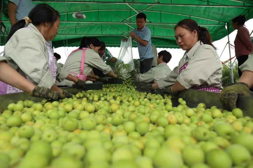  Qingmei acquisition. Picture provided by Yongtai County Party Committee Propaganda Department