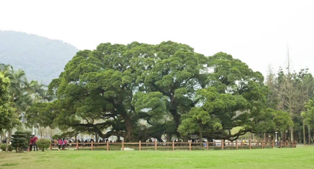 福州森林公園古榕