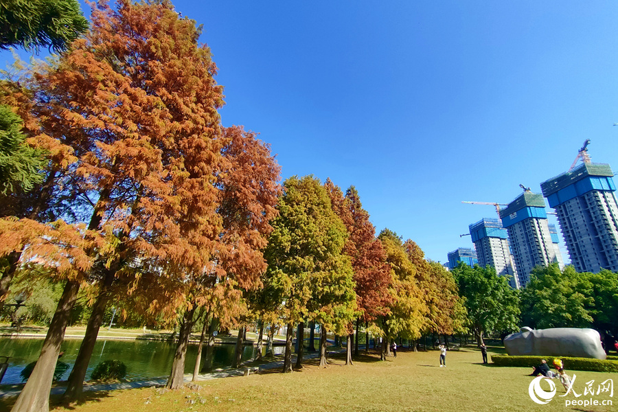 斑斕絢麗的廈門南湖公園落羽杉。人民網記者 陳博攝