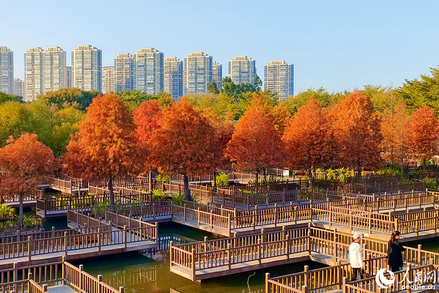 廈門五緣灣濕地公園內，變紅的落羽杉連片成海。人民網記者 陳博攝