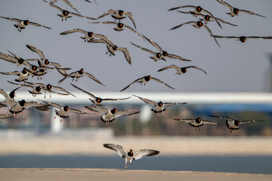 蛎鹬鸟群争先恐后地在堤坝上降落。张桃红摄