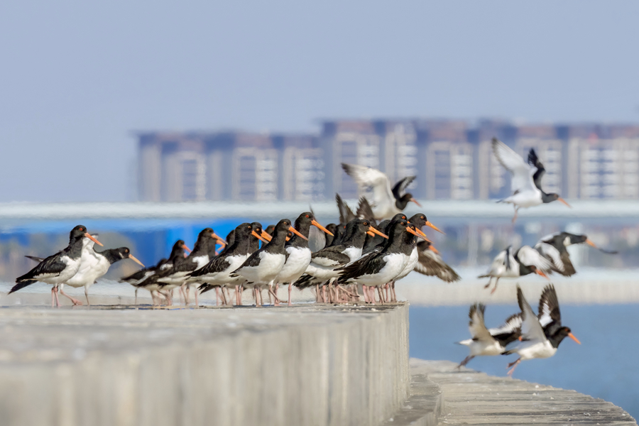 从厦门七星礁码头堤坝上起飞的蛎鹬鸟群。江玲摄