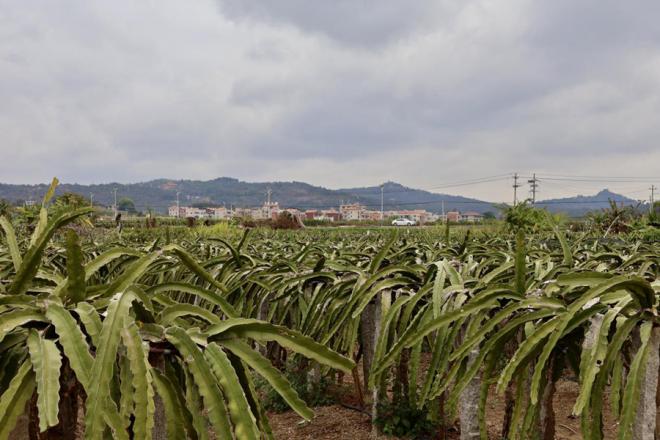 厦门市翔安区大宅村火龙果种植基地。林小艺摄