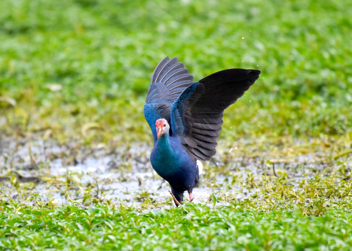 国家一级保护鸟类紫水鸡在杏林湾被发现。黄志泉摄