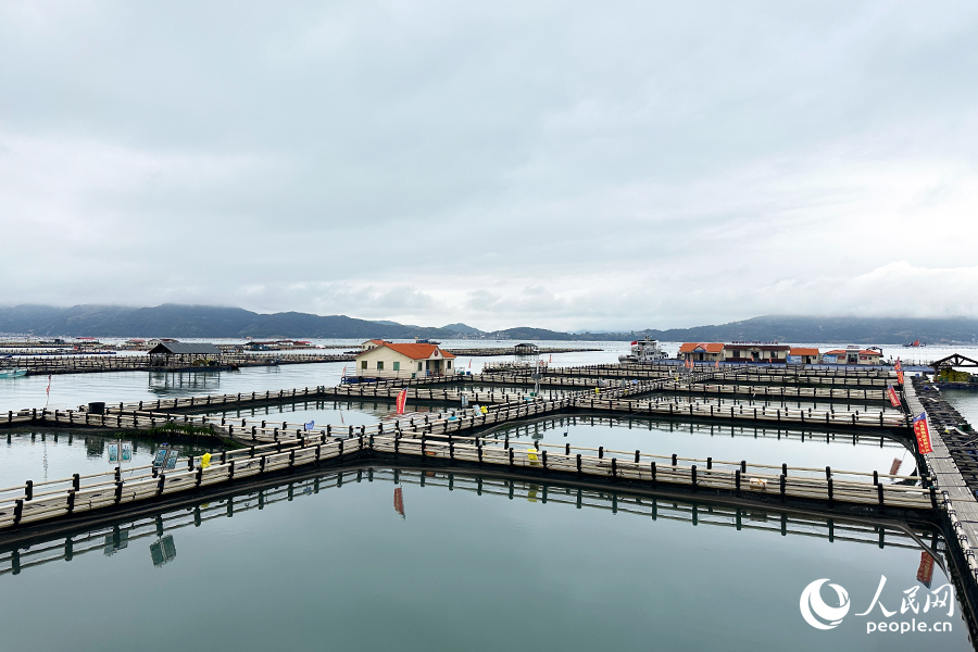 寧德市蕉城區白基灣大黃魚養殖基地。人民網記者 劉卿攝