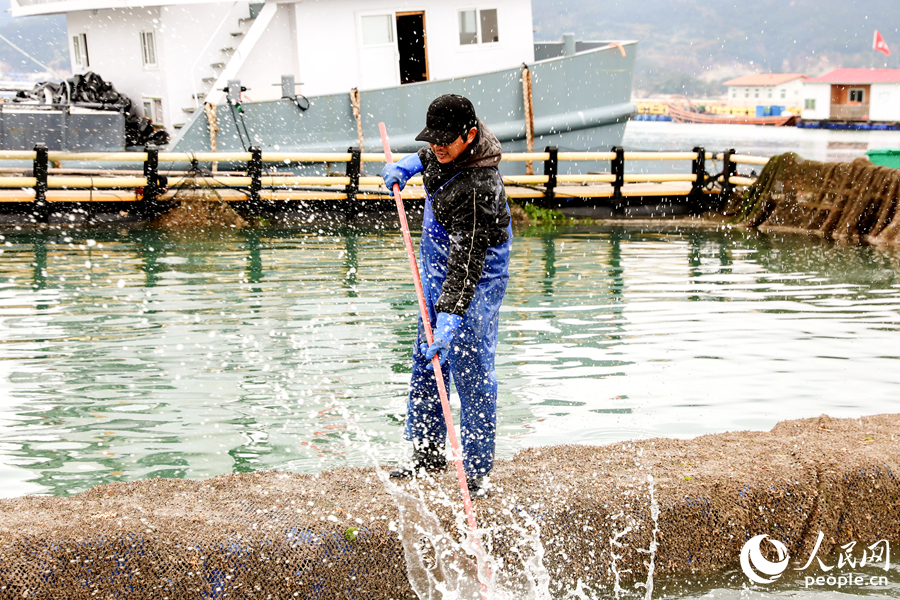 養殖工人在趕魚。人民網 陳永整攝