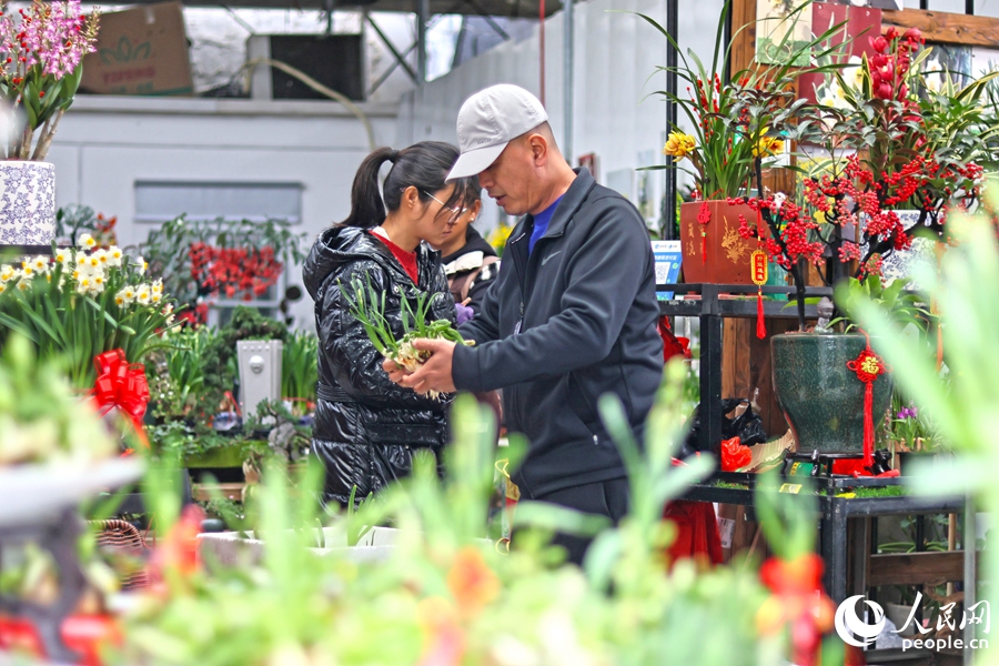 市民游客在漳州花卉市场选购水仙花。人民网 李昌乾摄