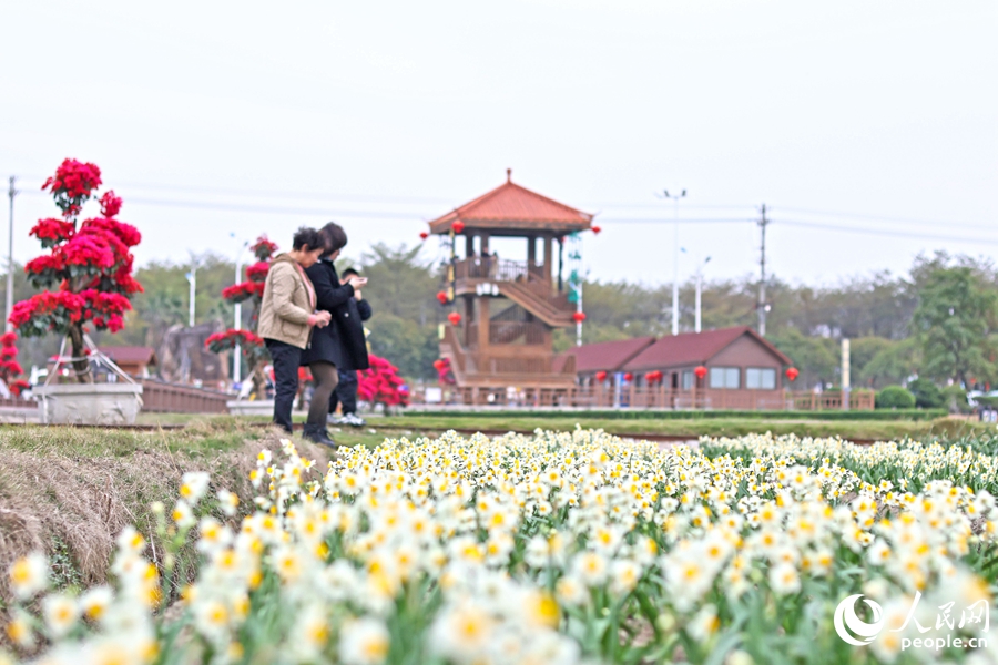 在漳州水仙花海，水仙花景观吸引市民游客打卡拍照。人民网 李昌乾摄