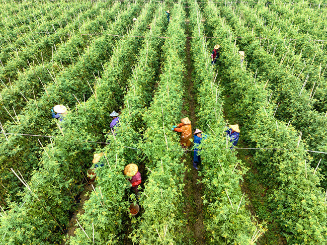 在漳州龙海，工人忙着采摘成熟的小番茄。农行漳州分行供图