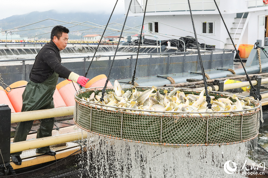 養殖工人正在將大黃魚打撈上秤。人民網 陳永整攝