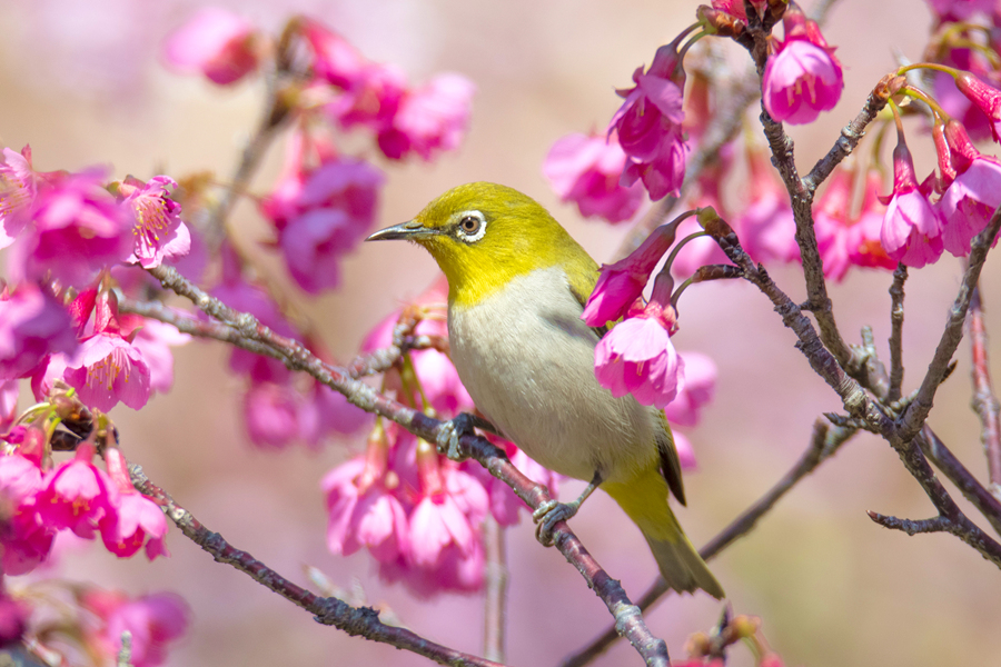 厦门湖里公园中，小巧玲珑的绣眼鸟在樱花树上嬉戏。周龙杰摄