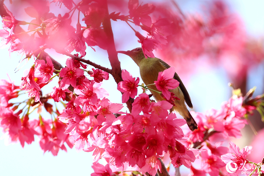 在厦门同安白交祠，雌性叉尾太阳鸟在樱花丛中觅食。人民网记者 陈博摄