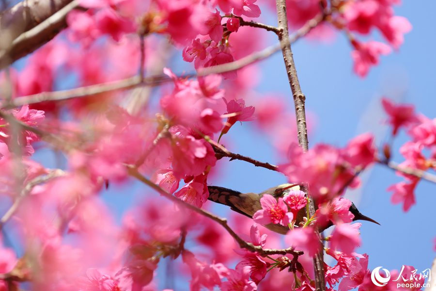 在厦门同安白交祠，雄性叉尾太阳鸟躲藏在盛放的樱花中。人民网记者 陈博摄