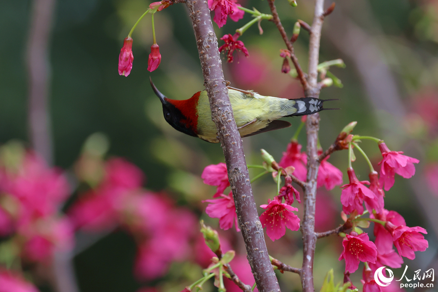 雄性叉尾太阳鸟在樱花枝头吸食花蜜。人民网记者 陈博摄