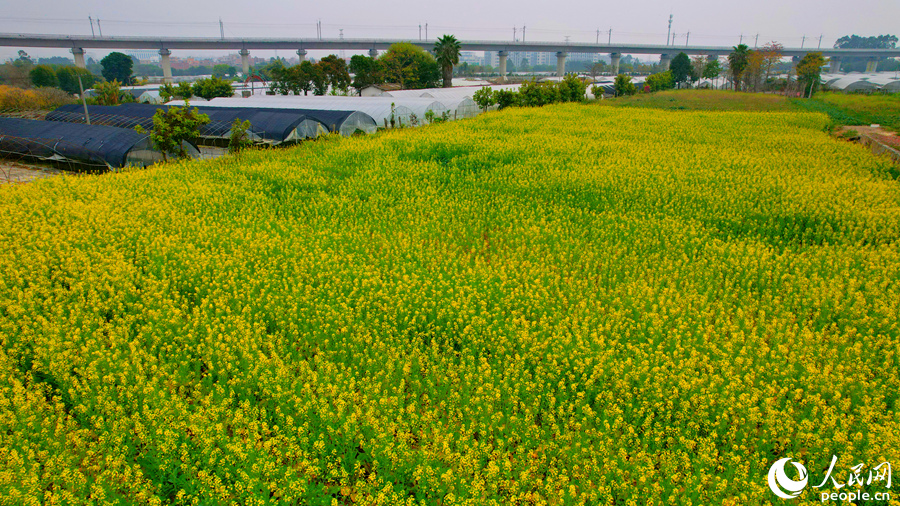 远离城市的喧嚣，油菜花开春意满满。人民网记者 陈博摄