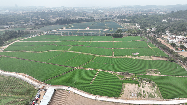 泉州台商投資區大力推進高標准農田建設。泉州台商投資區黨群工作部供圖