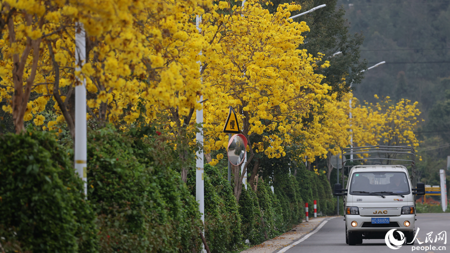 通往同安三秀山的道路，黄花风铃木夹道盛放。人民网记者 陈博摄