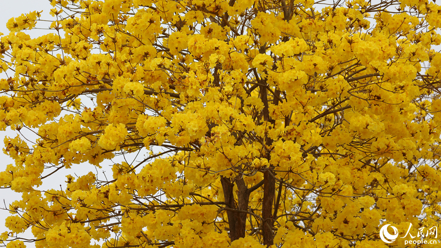 忠仑公园内的黄花风铃木繁花满树。人民网记者 陈博摄
