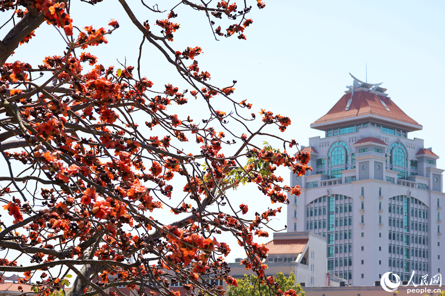 厦门大学旁，橙红色的木棉花与嘉庚建筑屋顶相映。人民网记者 陈博摄