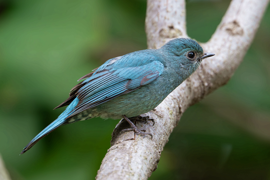 铜蓝鹟雌鸟与雄鸟相似，但体色较暗淡。杨镇摄