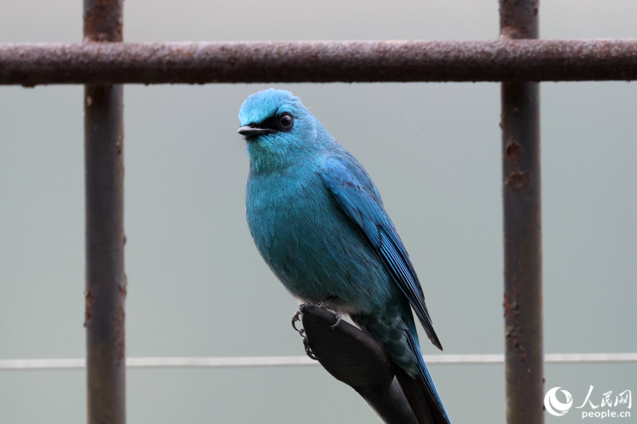 铜蓝鹟雄鸟稳坐湖边围栏，好奇地望向镜头。人民网记者 陈博摄