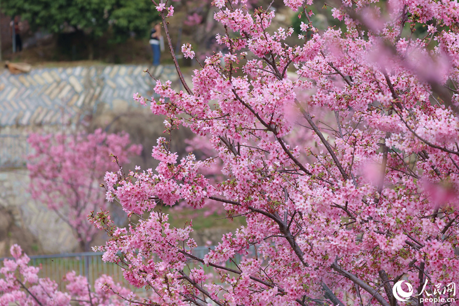 红粉佳人樱花在枝头竞相绽放。人民网记者 陈博摄