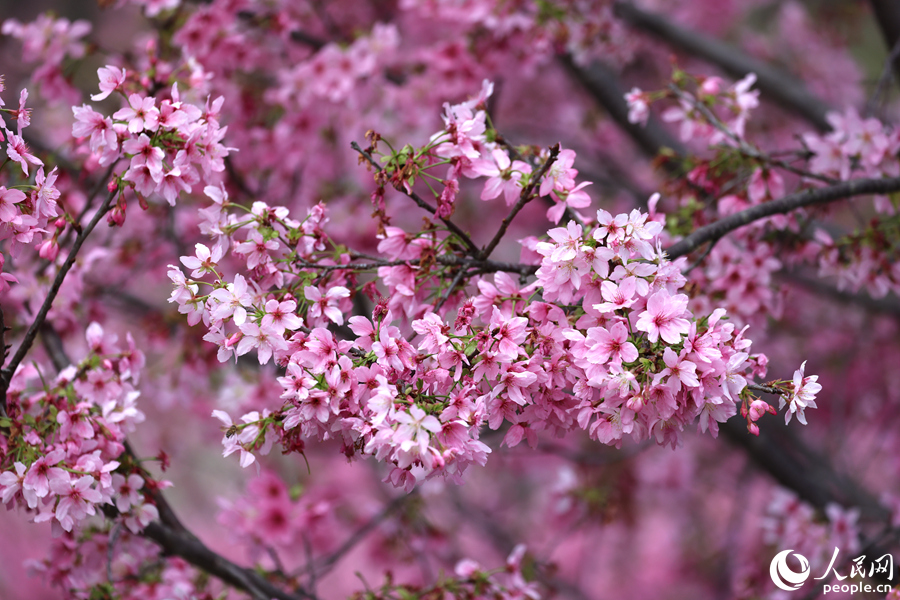 朵朵樱花在虬枝丫杈间簇拥成串。人民网记者 陈博摄