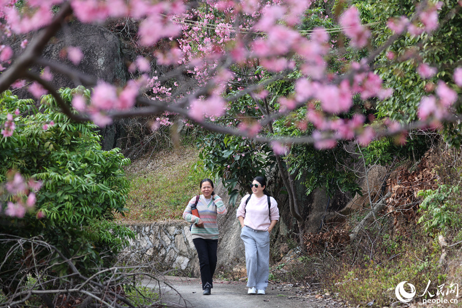 游客在樱花树下踏青赏春。人民网记者 陈博摄