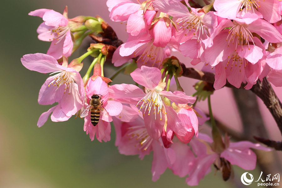 成群蜜蜂在樱花树上采蜜。人民网记者 陈博摄