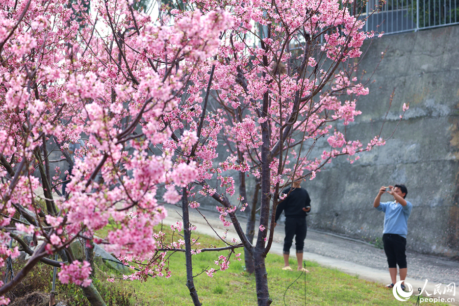 游客用手机拍摄樱花盛放美景。人民网记者 陈博摄