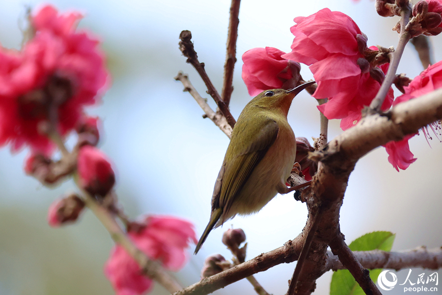 叉尾太陽鳥在桃樹枝頭吸食花蜜。人民網記者 陳博攝