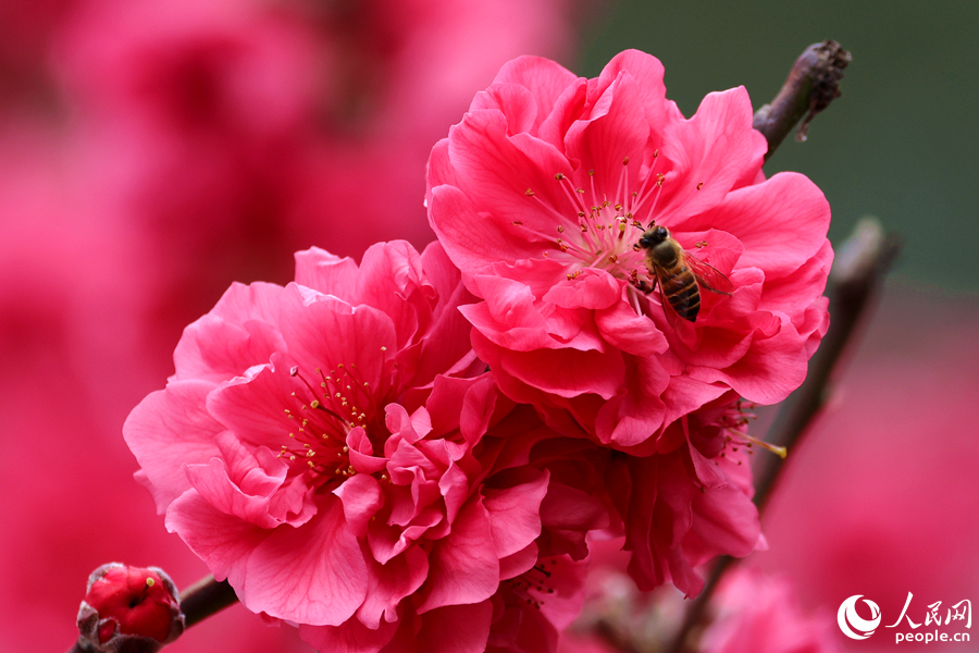 成群蜜蜂在桃花間流連。人民網記者 陳博攝