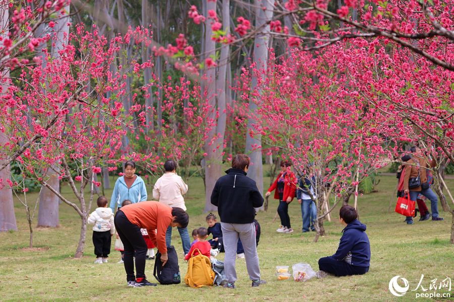 市民游客在桃樹下享受午后暖陽。人民網記者 陳博攝
