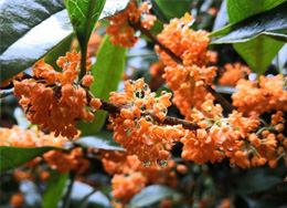 浦城丹桂是地理标志保护产品，为浦城县县花。花朵色泽橙红，花瓣厚，艳丽如丹，清香袭人，当地人常称之为“木樨”。用丹桂点缀的风味美食，是山城人满怀热情的待客之道，更为节日增添着喜气与吉祥。