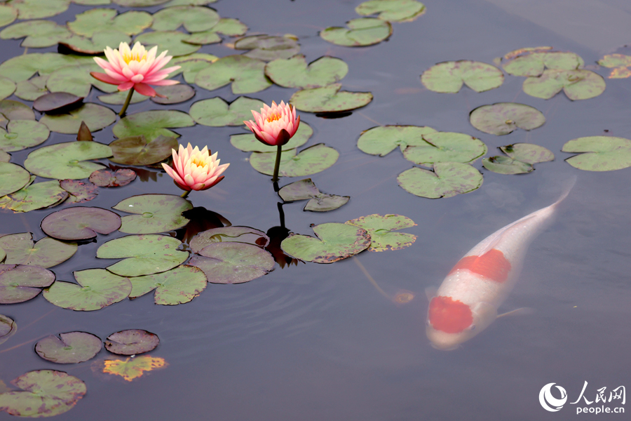 厦门思明海湾公园中，锦鲤在睡莲池里巡游。人民网记者 陈博摄