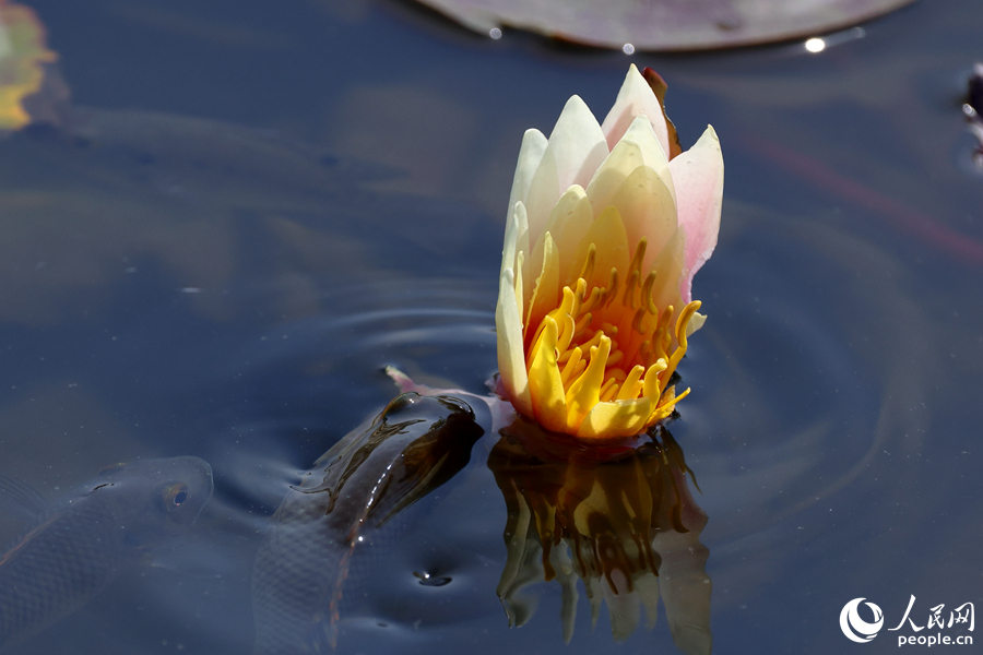 罗非鱼探出水面，啃食睡莲花瓣。人民网记者 陈博摄