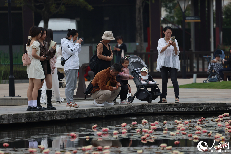 市民游客用手機拍攝睡蓮美景。人民網記者 陳博攝