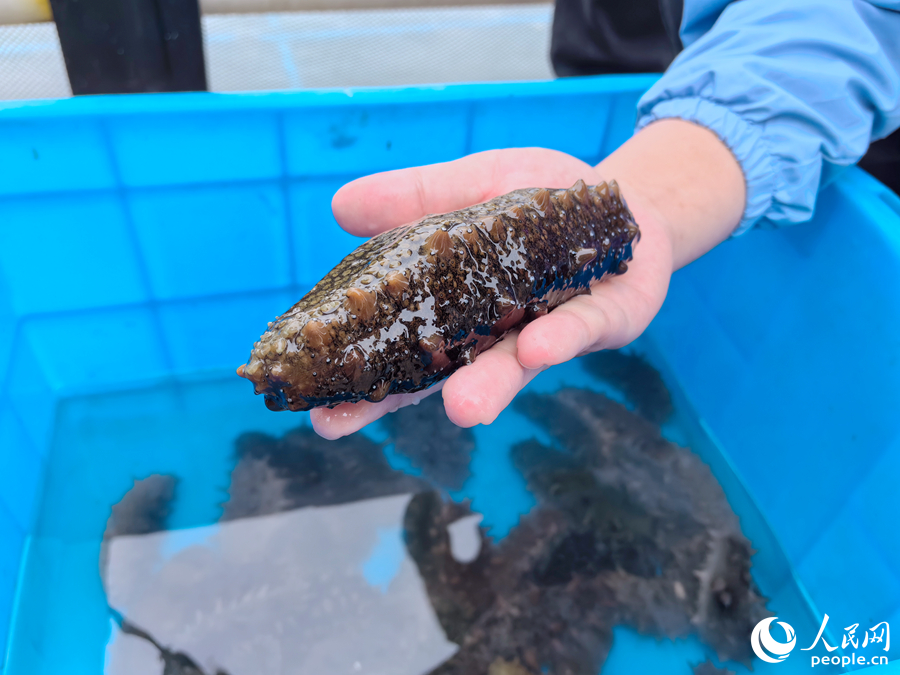  Some sea cucumbers captured from cages are as big as a palm. Photographed by Lin Xiaoli, a reporter of People's Daily Online
