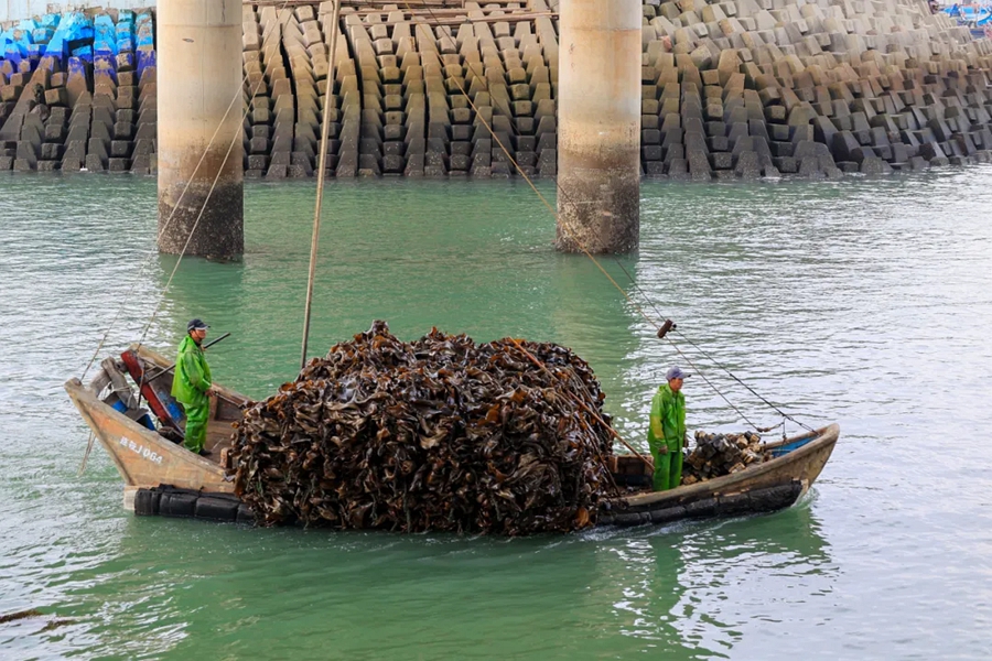 福建连江：10.3万亩优质海带进入采收期
